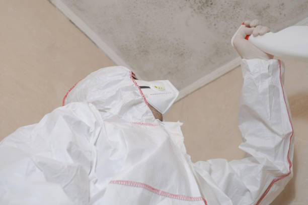 Best Fast Mold Removal  in Gallitzin, PA