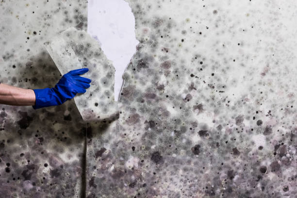 Best Crawl Space Mold Removal  in Gallitzin, PA
